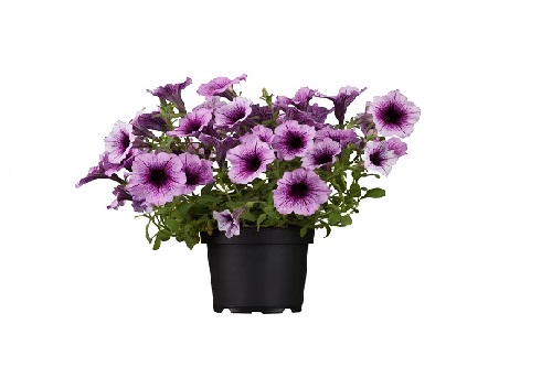 Petunia